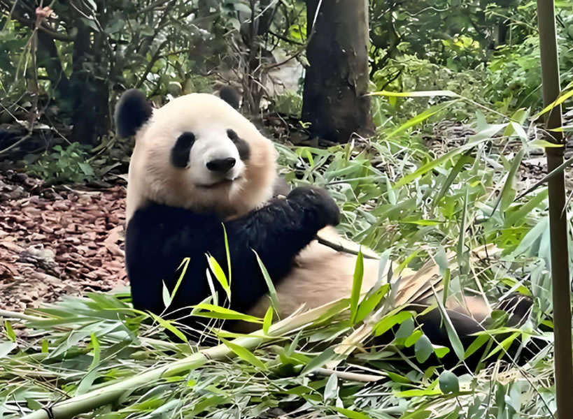 15 Tage China-Rundreise Sommerferien 